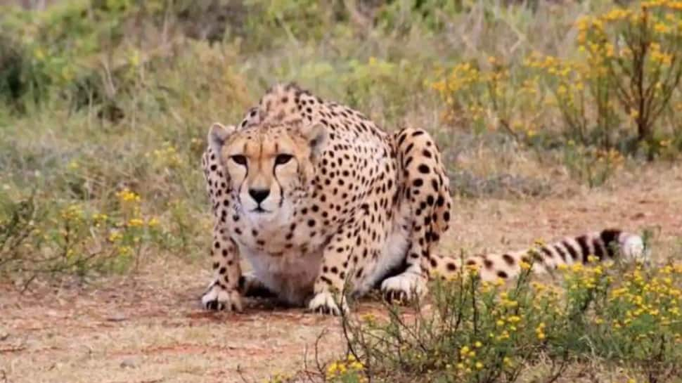 One Of The Eight Namibian Cheetahs Dies At MP&#039;s Kuno National Park