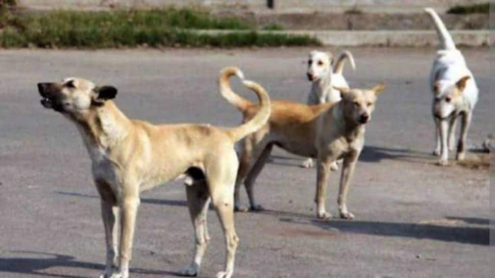 &#039;Animals Also Living Beings...&#039;: Bombay HC Slams Cruelty Against Stray Dogs