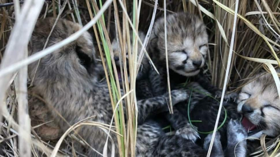 Days After Losing Namibian Cheetah, Kuno National Park Welcomes Four Cubs - Watch