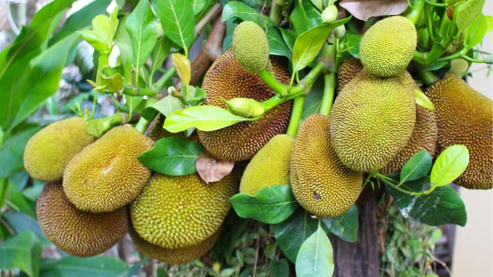 3 Yummy Jackfruit Dishes To Satisfy Your Cravings - Check Healthy Recipe 