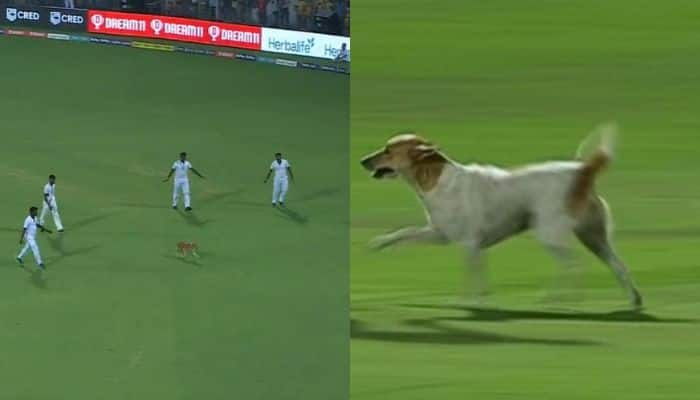 Dog Stops Play: CSK vs LSG Match Start Delayed As Street Dog Enters Chepuak Stadium - Watch