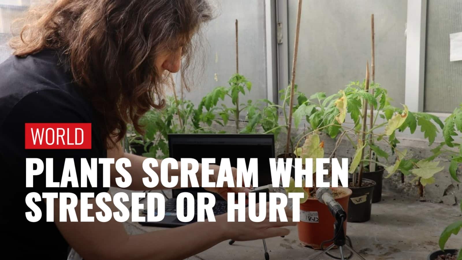 This Is What It Sounds Like When Plants Cry, Scientists Record Sound