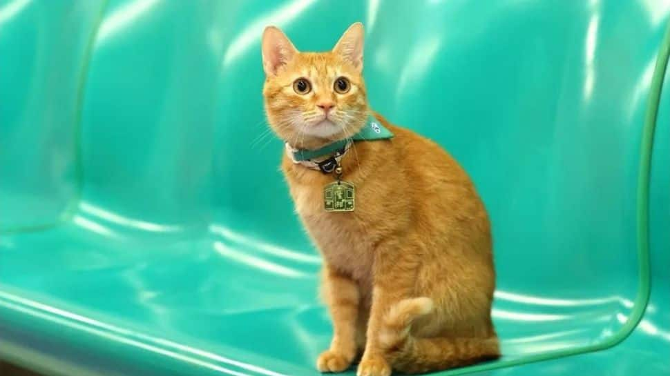 Meet &#039;Mikan&#039;: The Station Master &#039;Cat&#039; On Taiwan Metro; Internet Says So Cute