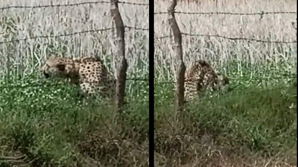 Cheetah &#039;Oban&#039; Strays Out Of Kuno National Park, Rescued By MP Forest Officials - WATCH