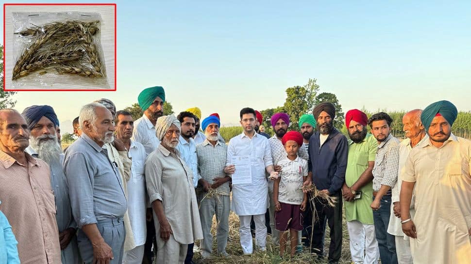 AAP&#039;s Raghav Chadha Asks For Centre&#039;s Help After Punjab Farmers Face Crop Damage