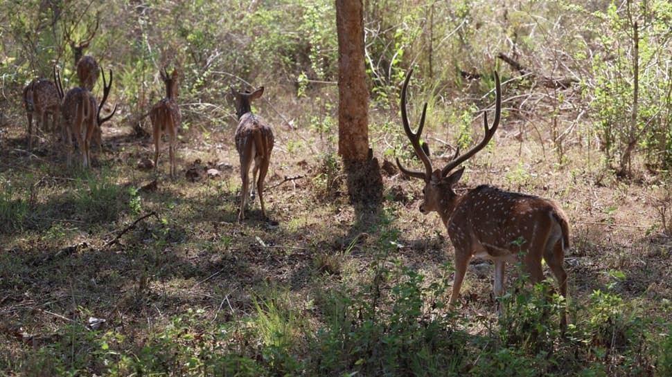 Wildlife Division, Mysuru