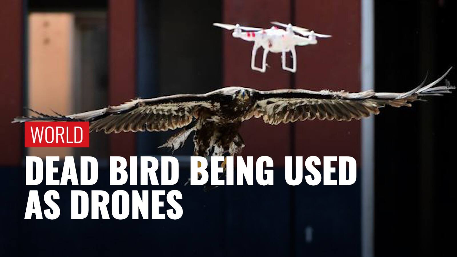 Dead Birds Get New Life Researchers Turn Dead Birds Into Drones To Help Aviation Industry Zee