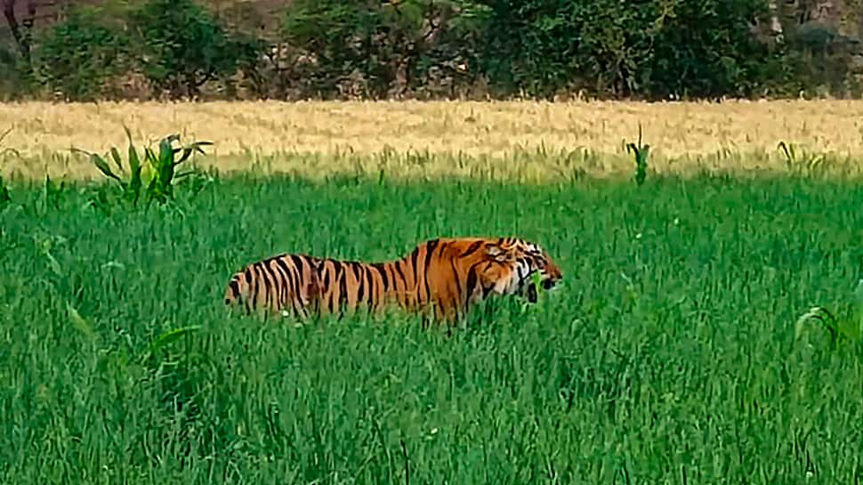 Tiger Kills Two Men In Uttarakhand&#039;s Pauri; Night Curfew Imposed In 25 Villages, Schools Shut