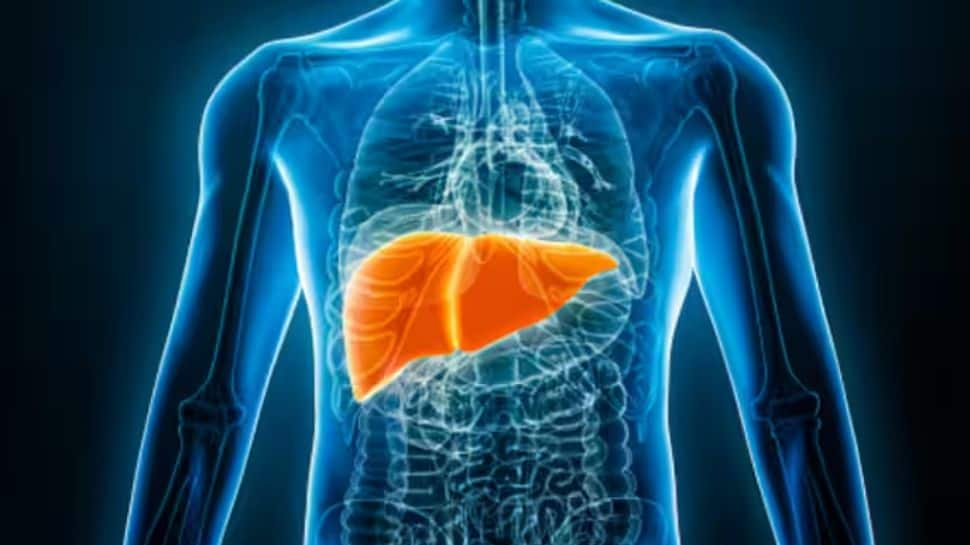 World Liver Day: 15% Of People In India Suffer From Fatty Liver Disease, Says Data