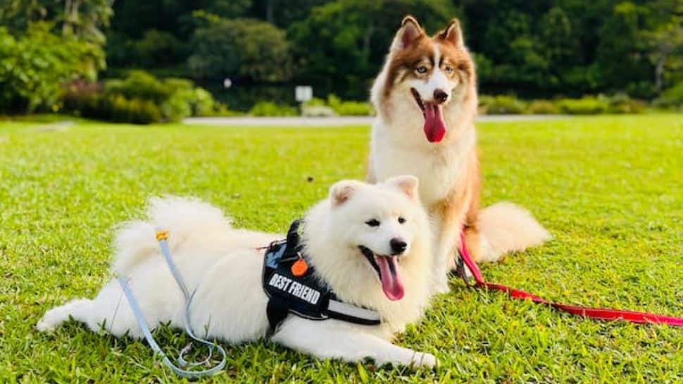 Summer Pet Care Tips: 10 Things To Remember Before Taking Your Dog Out For A Walk