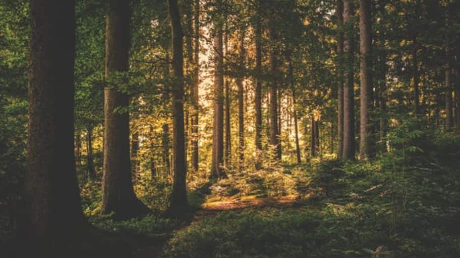 Earth Day 2023: This Rajasthan Village Plants 111 Trees Everytime A ...