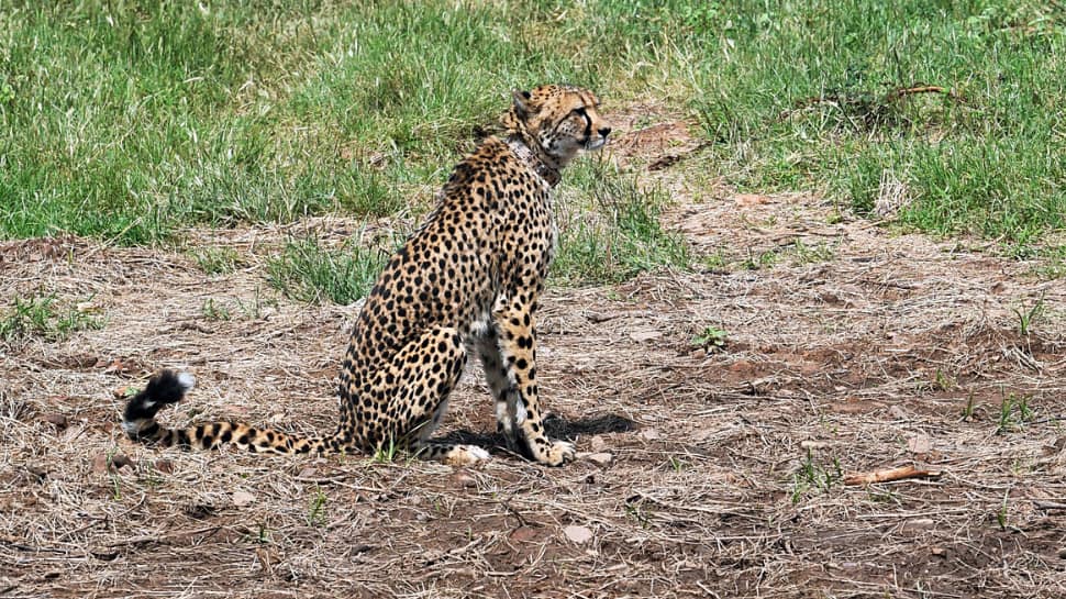 Cheetah &#039;Asha&#039; Strays Out Of Kuno National Park Again, Fourth Incident This Month