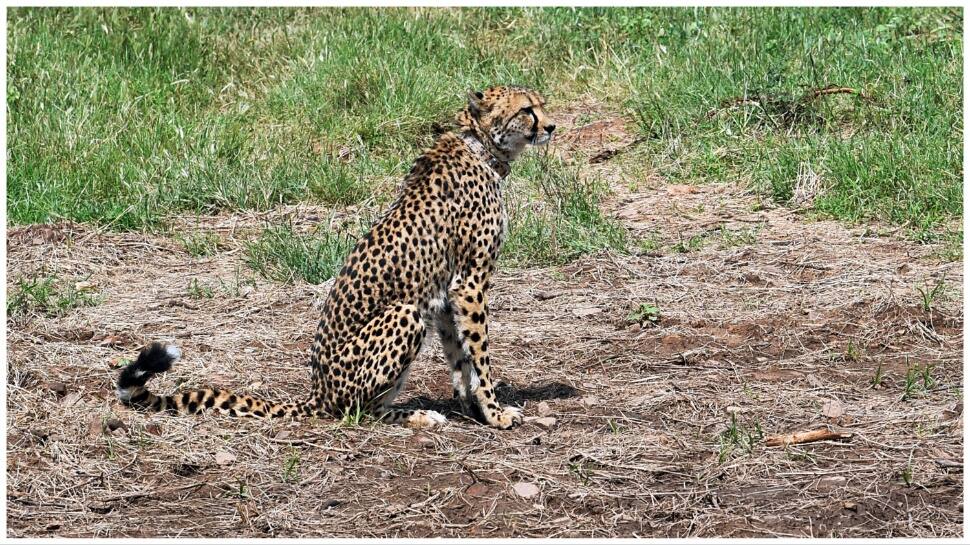 Cheetah Deaths At Kuno Spur Authorities To Initiate A Project Review