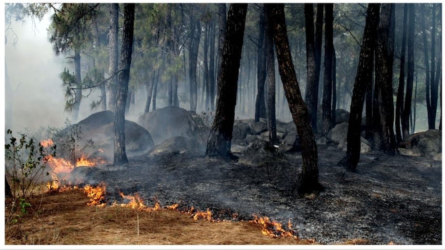 Canada's Alberta Declares State Of Emergency Over Wildfires | World ...