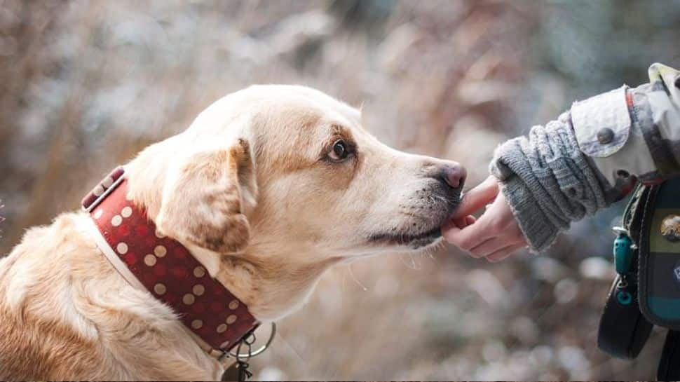 Pet Care: Is Your Dog Acting Strange? Check 7 Ways To Ease Your Furry Friend&#039;s Anxiety