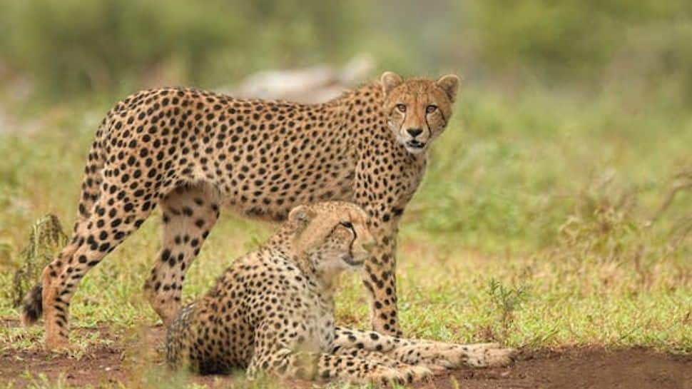 Five More Cheetahs To Be Released Into Madhya Pradesh&#039;s Kuno National Park