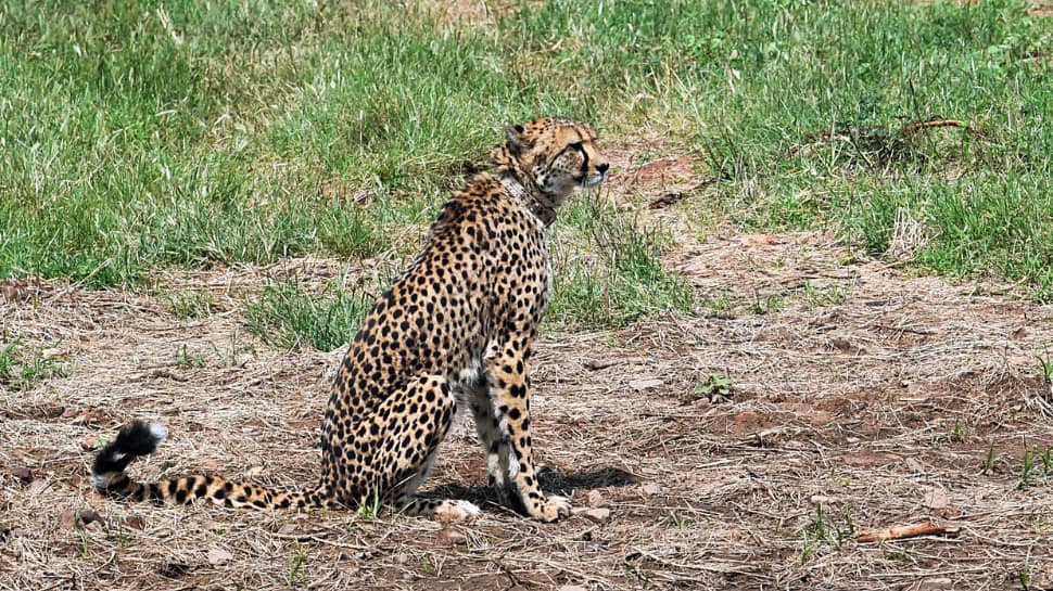 Project Cheetah: Another Cheetah &#039;Daksha&#039; Dies In MP&#039;s Kuno National Park; Third Death In 42 Days