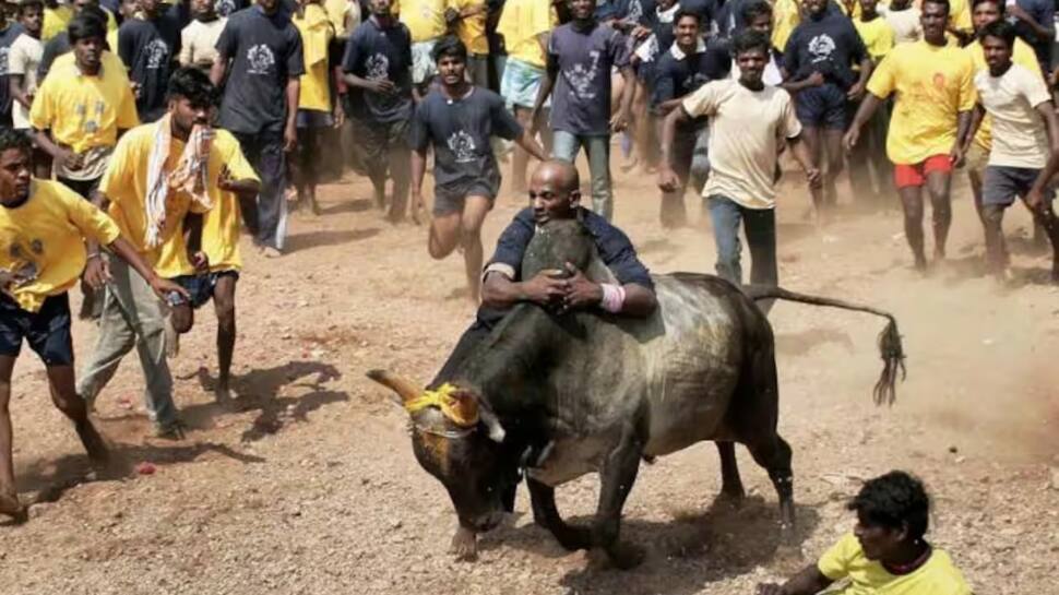 SC To Deliver Verdict On Pleas Against Traditional Bull-Taming Sport &#039;Jallikattu&#039; On Thursday