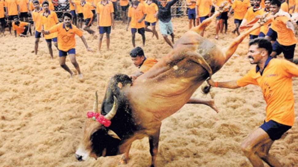 Supreme Court Upholds Tamil Nadu Law Allowing Bull-Taming Sport &#039;Jallikattu&#039;