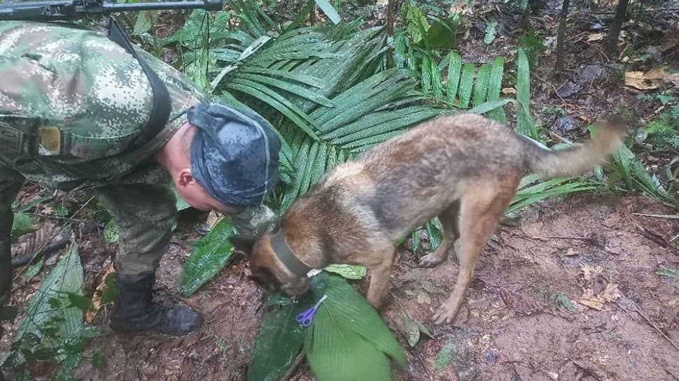 Children Survive Plane Crash In Columbia, Found Alive In Amazon Forest Weeks After Accident