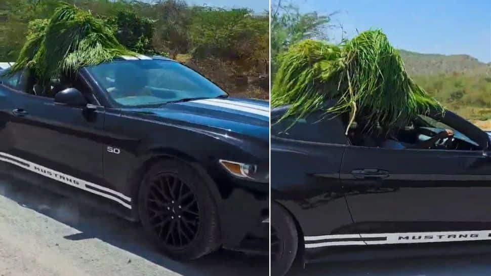 Indian YouTuber Carries Cow Fodder In Ford Mustang Worth Rs 74 Lakh, Video Goes Viral