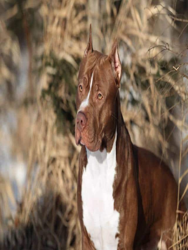Most unpredictable dog breeds cheap