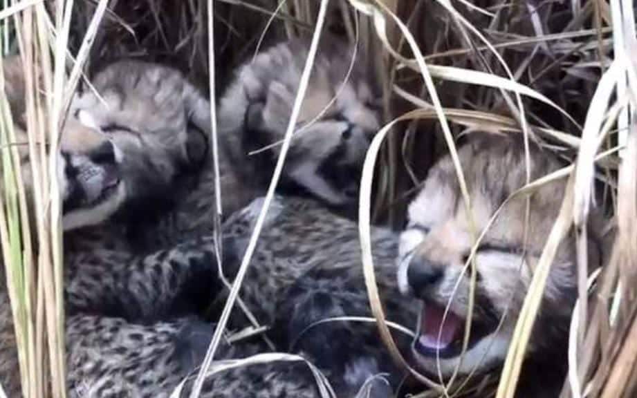 2 More Cheetah Cubs Die At MP&#039;s Kuno Park