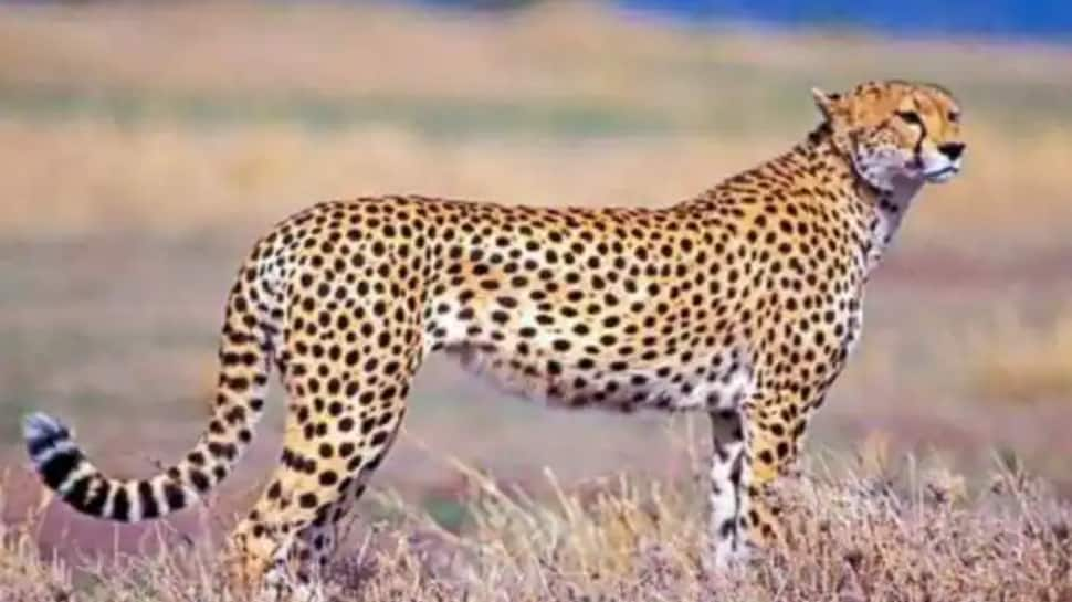 MP&#039;s Kuno National Park Gets One More Cheetah, Count Reaches 7