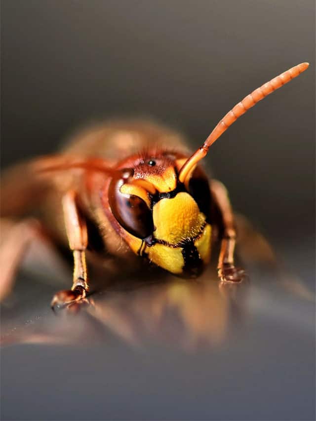 13 Most Dangerous Insects Found In India | India News | Zee News