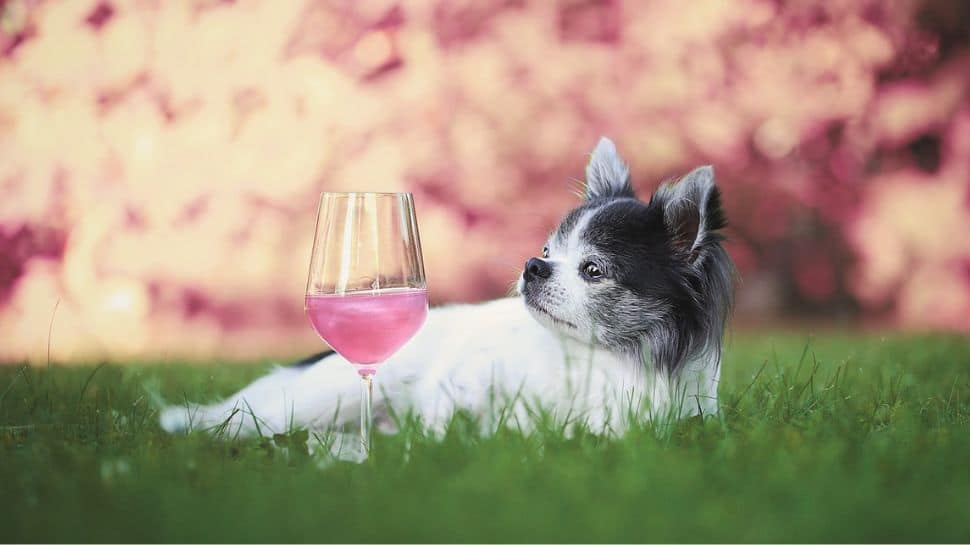 5 Easy-To-Make Dog-Friendly Drinks To Beat The Heat This Summer Season
