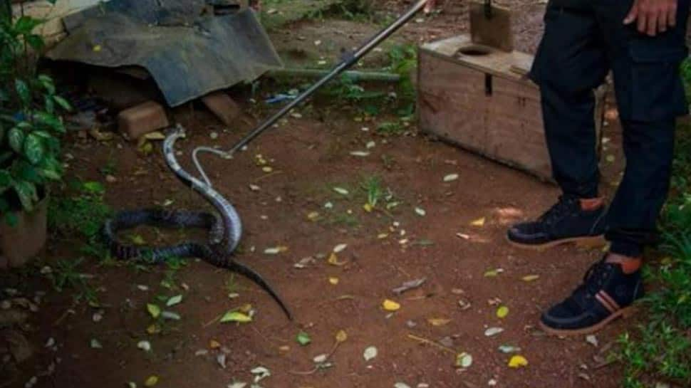 Pre-Wedding Photoshoot With Venomous Snake Is Very Bizarre