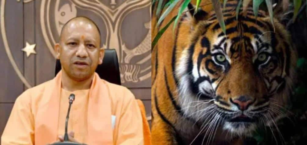 Yogi Adityanath&#039;s Big Action After 4 Tigers Die At Dudhwa Tiger Reserve