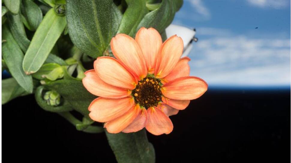 NASA’s Stunning Image Of Flower Grown On ISS Leaves Netizens In Awe