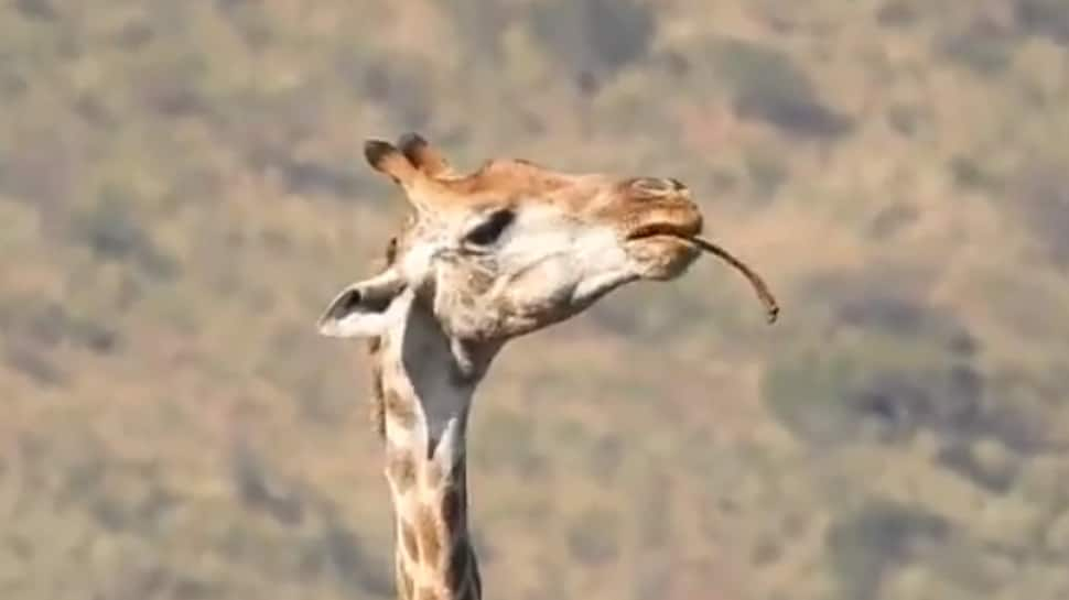 Viral Video Shows Giraffe Defying Norms By Feasting On Bone, Internet Shocked