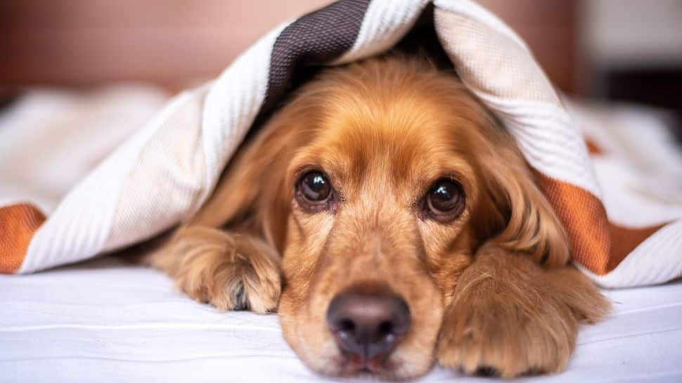 Reducing Anxiety In Dogs: 9 Effective Strategies For A Calmer Furry-Friend