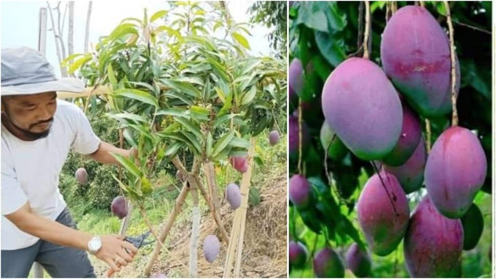 How A Painter's Love For Mangoes Changed His Life: He Now Grows World's ...