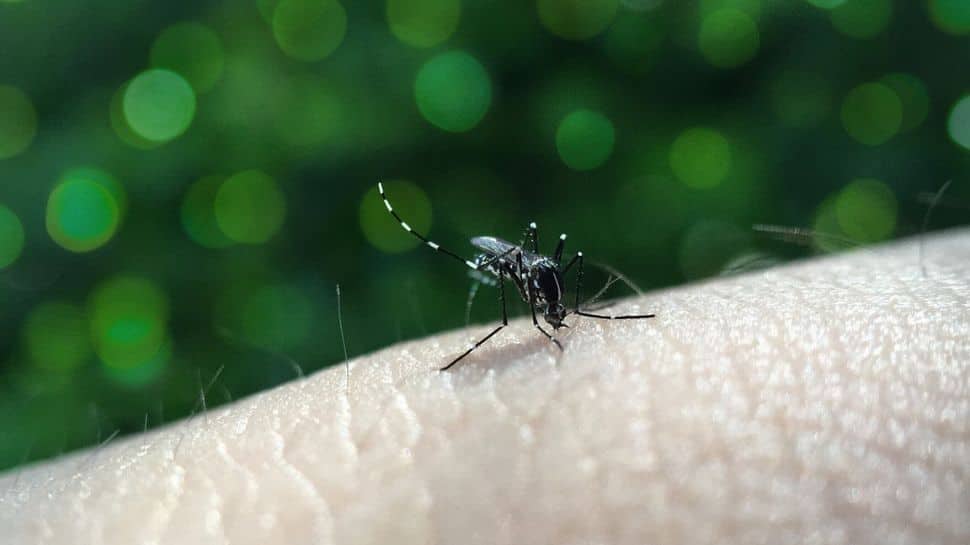 Dengue: Spot Symptoms, Early Prevention And All About The Vector Borne Disease