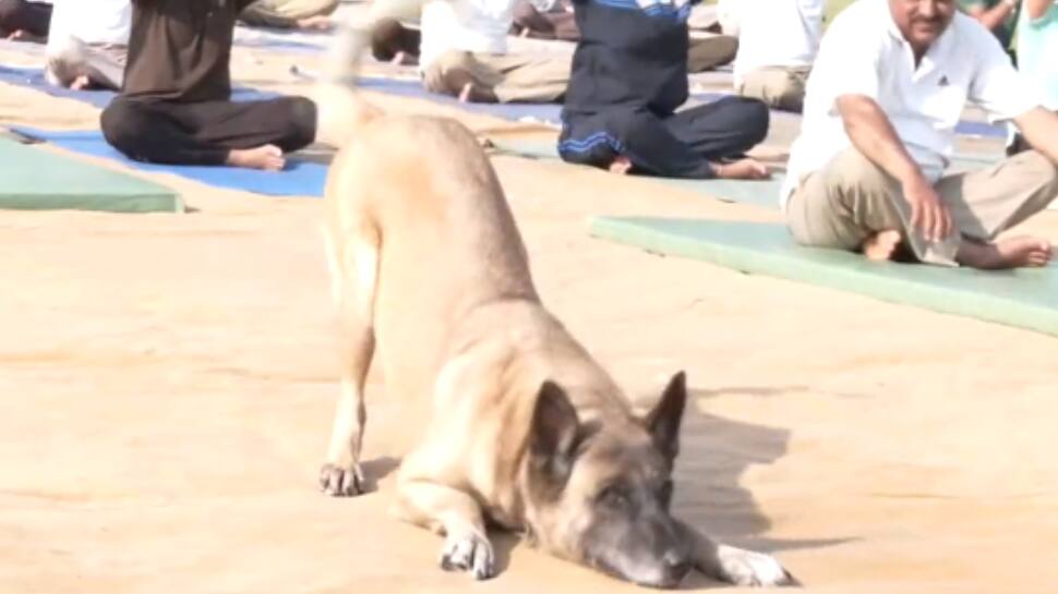 Heartwarming Video Goes Viral! Dog Joins Humans In Yoga Session — WATCH