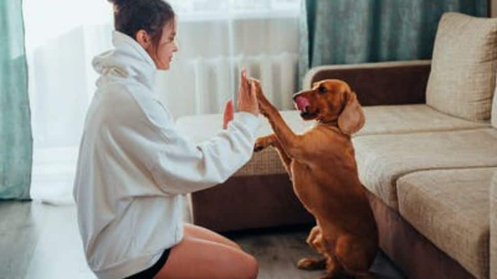 8 Tips Every Pet Owner Must Follow For Healthy Furry Friends