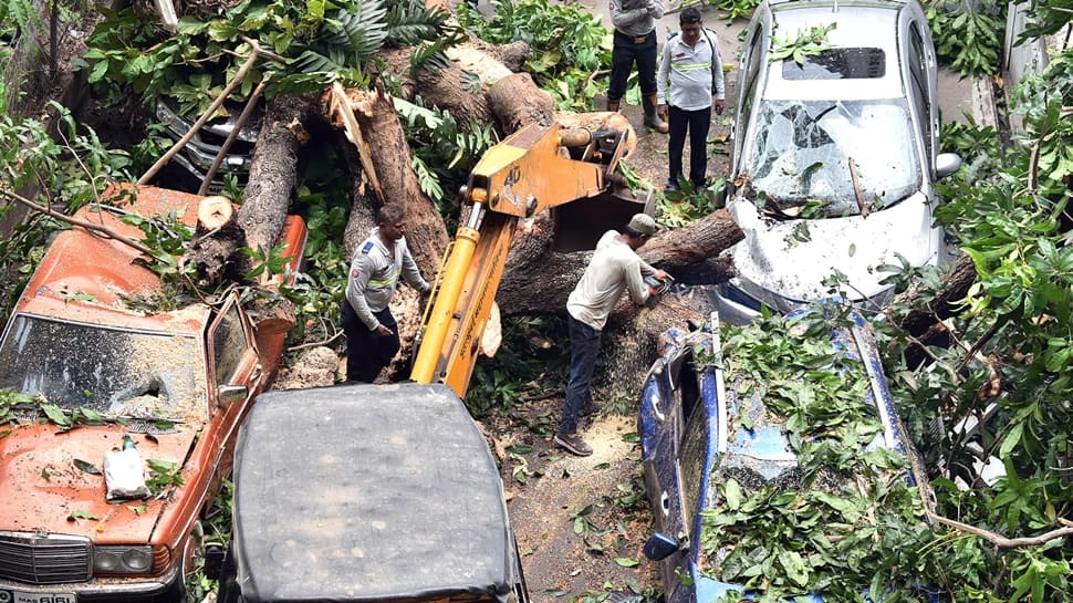 Trees Uprooted