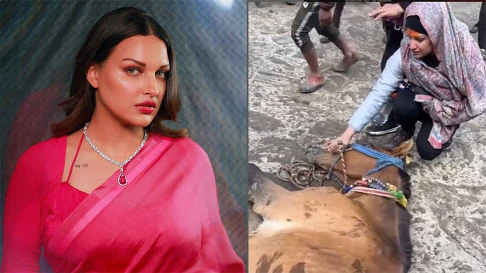 Viral: Himanshi Khurana Get Emotional, Feeds Water To Unconscious Horse At Kedarnath, Watch Video