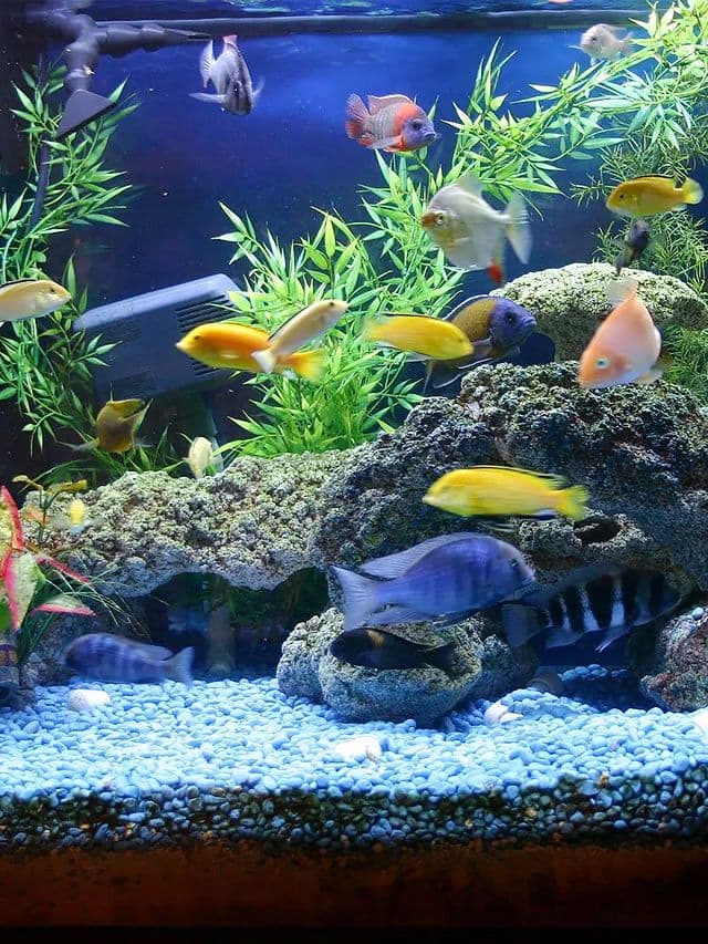 10 Fish Species You Can Keep In Your Home | Lifestyle News | Zee News