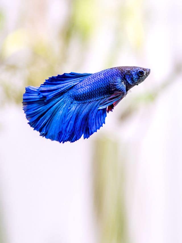 10 Fish Species You Can Keep In Your Home