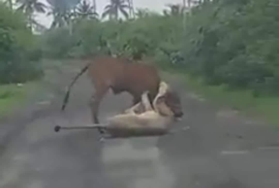 Farmer Treats Giant Lioness &#039;Like A Dog&#039;, Saves His Cow Like A Pro - Watch