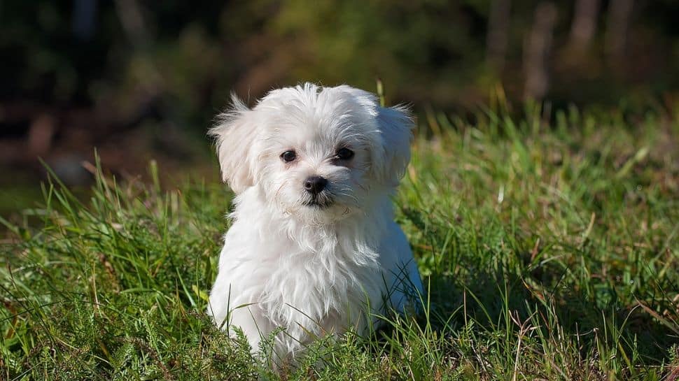 Small dog for seniors top