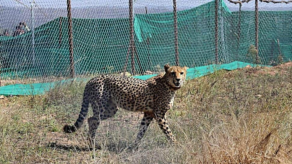 Another Cheetah Dies At MP&#039;s Kuno National Park, 7th Since March 