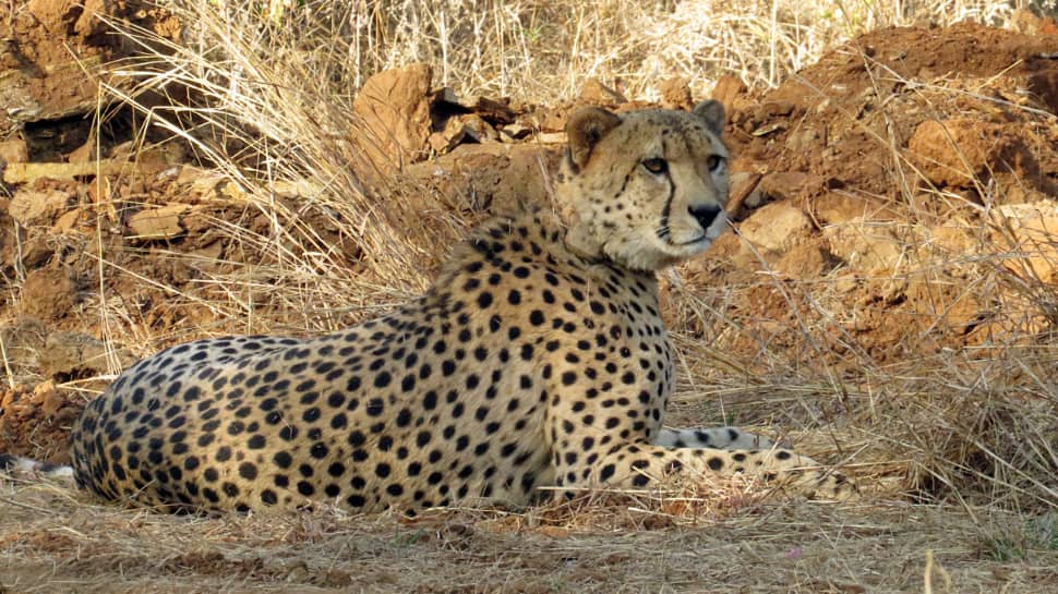 Explained: Why Are Kuno&#039;s Cheetahs Dying?