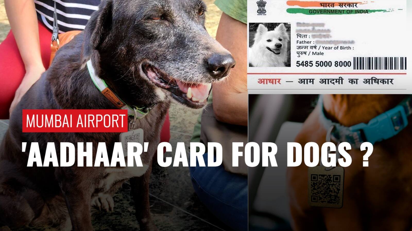 20 stray dogs get ‘Aadhaar’ with QR code tags for easy identification at Mumbai airport Zee News