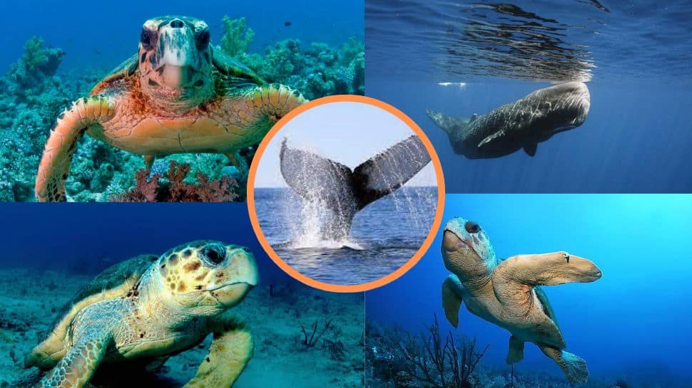 Animals With Best Capacity To Hold Breath Underwater