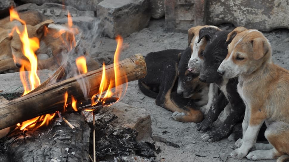 Barbaric! Gorakhpur Man Poisons Dog, Seven Puppies, Burns Their Bodies